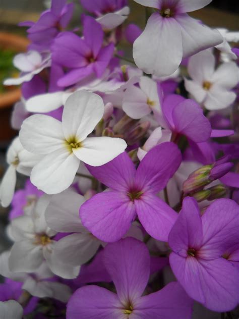 (( the garden harlot )): wild purple phlox from early june.