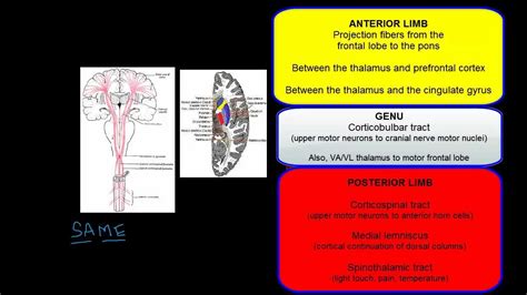 Internal Capsule Anatomy - YouTube