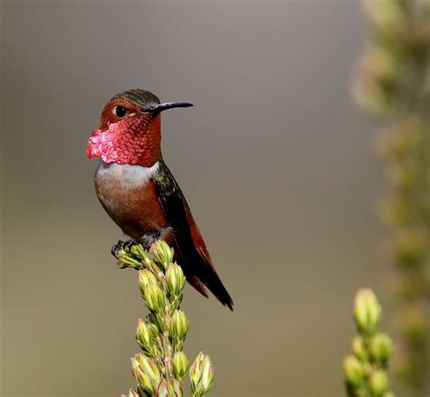 A male Allen's hummingbird (Selasphorus sasin) | Hummingbird, Animal ...