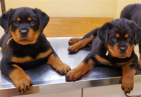 Rottweiler Puppies For Sale | Sugar Land, TX #321972