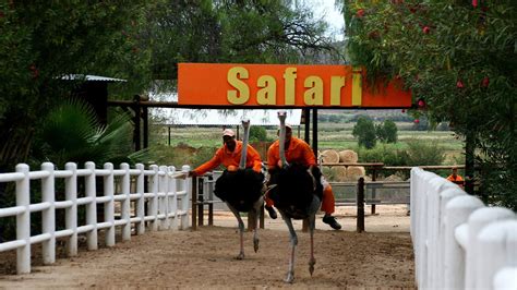 Ostrich Farm – Travel Republic Africa