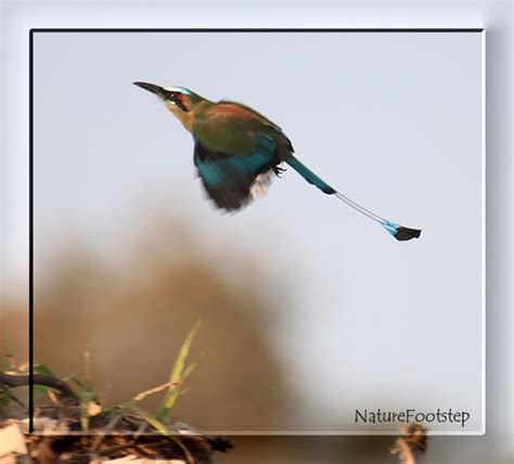 NatureFootstep Birds in Costa_Rica: Turquoise-browed Motmot - Eumomota superciliosa