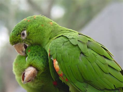 Where Parrots Live and Thrive: Discover The Natural Habitat of Parrots ...