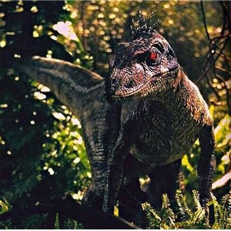 JP 3 male raptor!! | Dinosaurios jurassic world, Dinosaurios jurassic ...