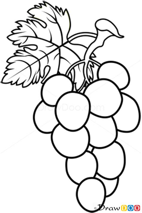 Drawn grapes line drawing - Pencil and in color drawn grapes line drawing