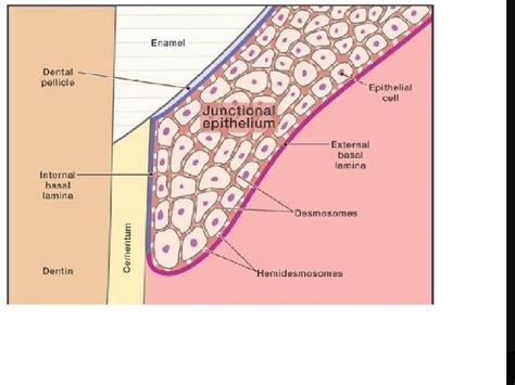 Characteristic features of junctional epithelium 1 The JE