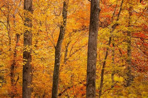 Fall Color in a Dense Forest – White Clay Creek State Park, Delaware ...