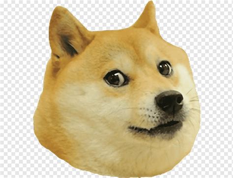 Shiba Inu Meme Anjing Kuning - Meme Mania