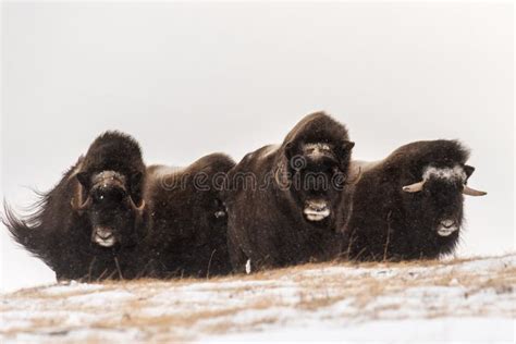 Herd of Arctic reindeer stock image. Image of north, antlers - 44175737