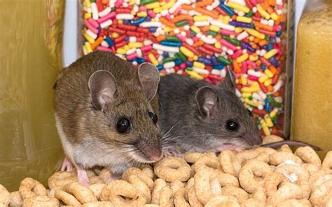 What Do Mice Eat? Learning Their Diet To Keep Them Away