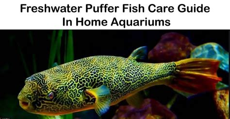 Freshwater Puffer fish Care Guide in Home 2020! Cool fish | Life Of Fish