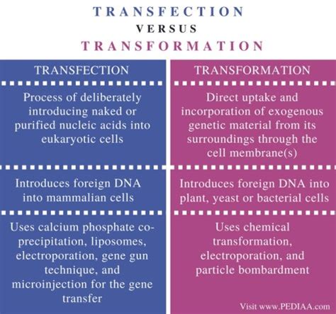 Difference Between Transfection and Transformation - Pediaa.Com