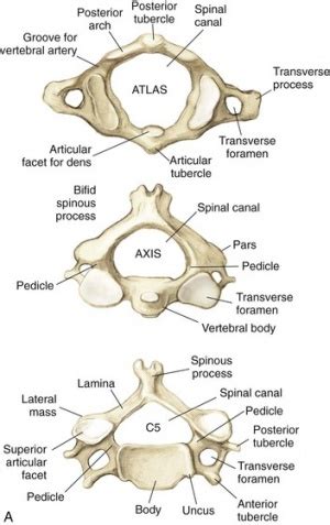 Structure and Function of the Cervical Spine - Physiopedia