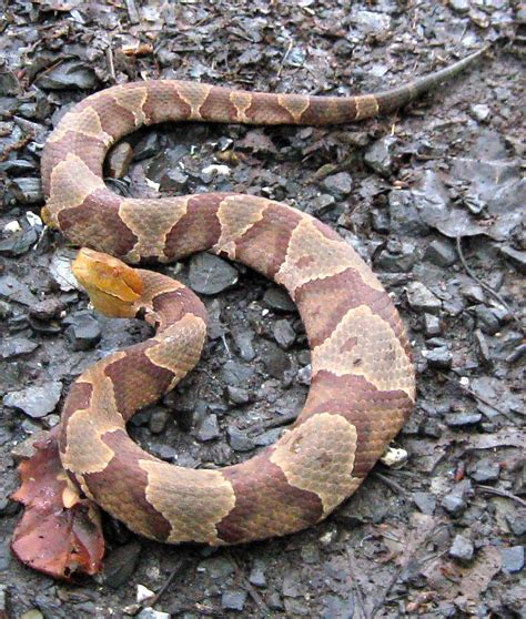 Northern Copperhead Snake in Morgan County, West Virginia | Flickr