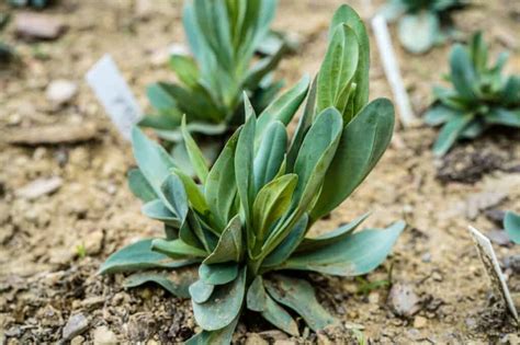 Lisianthus Seeds: How to Best Grow These Beautiful Blooms - A-Z Animals