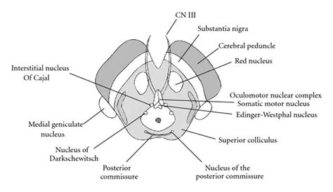 Anatomy Superior - Anatomy Book