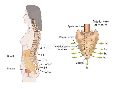 Sacral nerves stock illustration. Illustration of bowel - 25235092