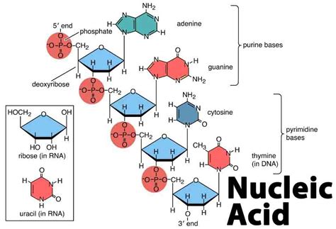 Nucleic Acid Elements and Monomer - Learn Genius Mind