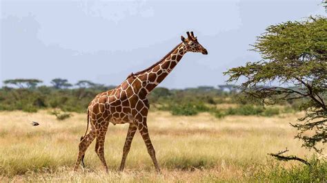 100+ Perfect Giraffe Names | Names Cluster