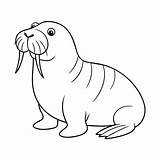 Vector Of Walrus Illustration Coloring Page For Kids 41458757  sketch template