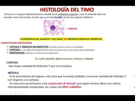 Timo Histologia