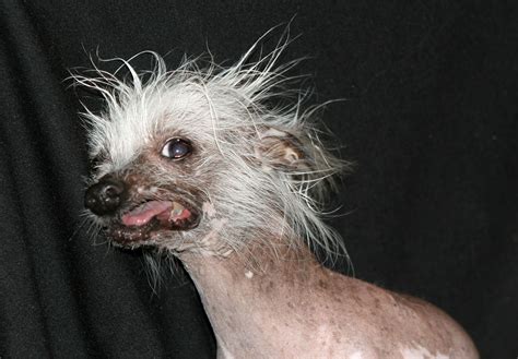 Pics Of The Ugliest Animals In The World