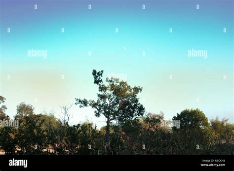 rice farm landscape Stock Photo - Alamy