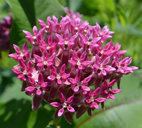 Twelve Native Milkweeds for Monarchs : The National Wildlife Federation Blog