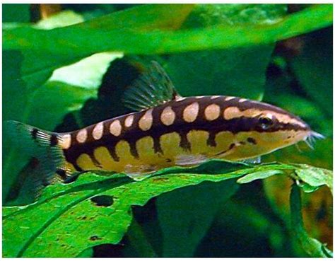 Dwarf Siam Loach | Arizona Aquatic Gardens | Tropical fish, Freshwater ...