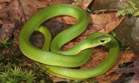 Smooth Green Snake Pictures - AZ Animals