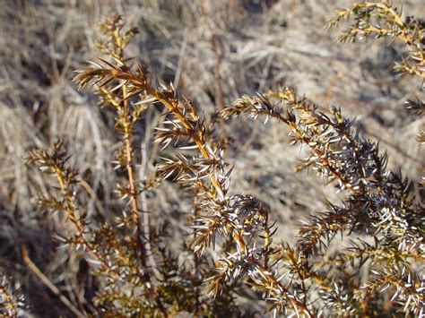 Juniperus communis (common juniper): Go Botany