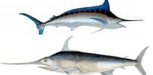 Swordfish vs Marlin: Main Differences | Ocean Info