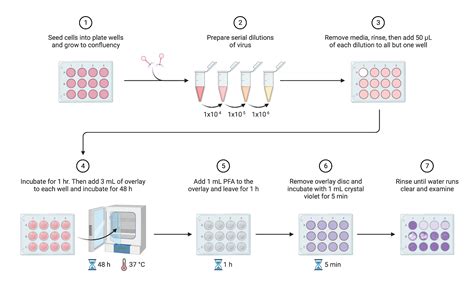 Viral Plaque Assay Protocol | BioRender Science Templates