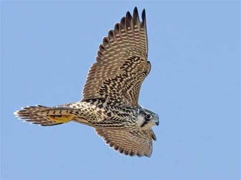 Falcon Images: Juvenile Peregrine Falcon In Flight