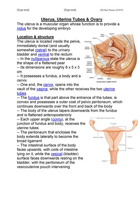 Uterus Cervix Anatomy