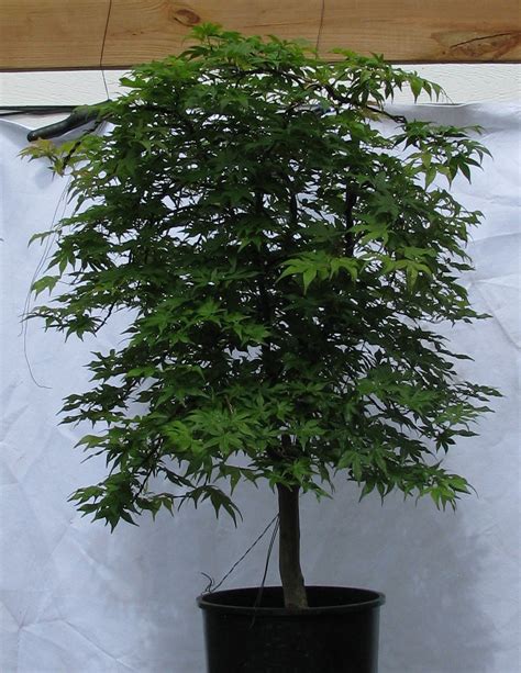 Acer palmatum ‘Ukigumo’ – “Floating Cloud Japanese Maple” Bonsai – Colorado Rocky Mountain ...