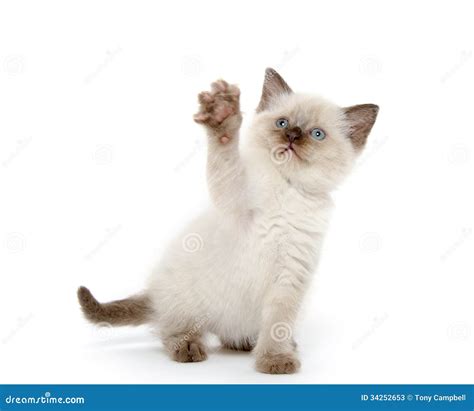 Cute Kitten Playing on White Stock Image - Image of white, shorthair: 34252653