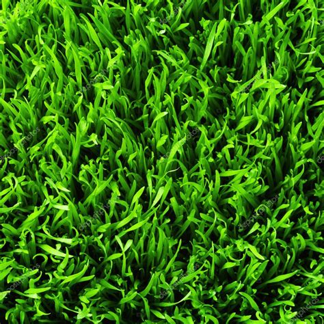 Healthy grass pattern — Stock Photo © smaglov #7675556