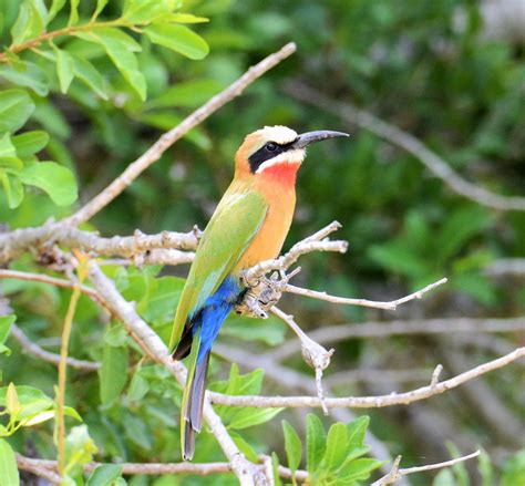 Probirder: White-fronted Bee-eater