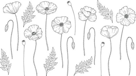 Poppy Images To Draw - digiscrapru