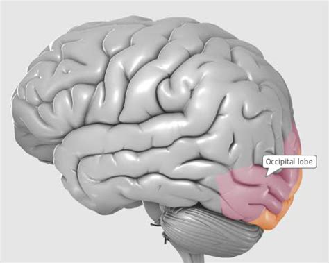 Where Is The Occipital Lobe Located And What Is Its Function - slideshare