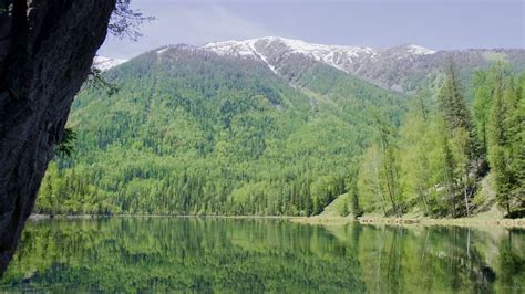 CGTN Nature: Altai Mountains Series | Episode 5: Taiga Forest - CGTN