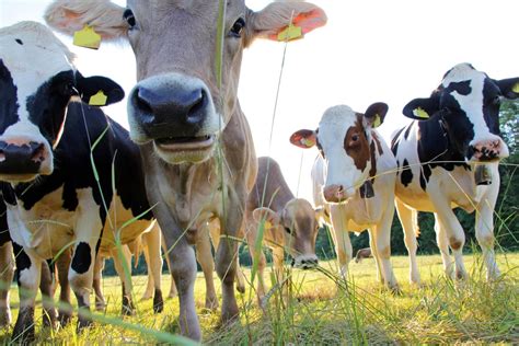 Artgerechte Tierhaltung: Fleischindustrie auf dem Prüfstand