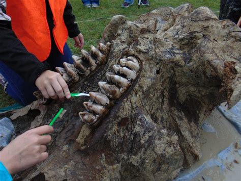 How a Mastodon’s Teeth Found in Michigan May Tell Us How It Died - The ...