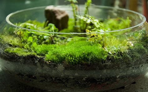 How to Grow and Keep Moss Alive - Dengarden