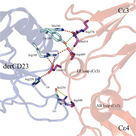 Crystal structure of IgE bound to its B-cell receptor CD23 reveals a mechanism of reciprocal ...