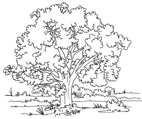 Free Printable Tree Coloring Pages For Kids