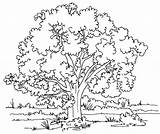 Free Printable Tree Coloring Pages For Kids sketch template