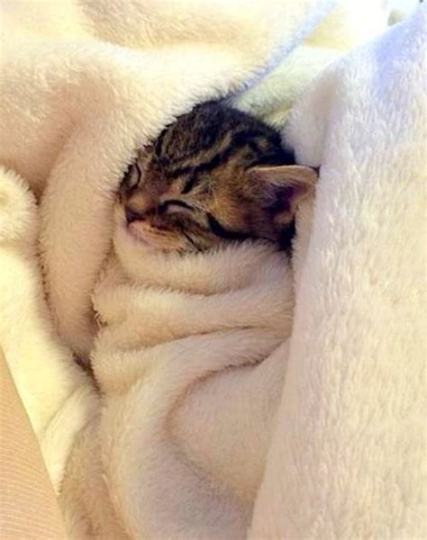 These Snuggled Up Animals In Blankets Will Make You Jealous! - I Can ...