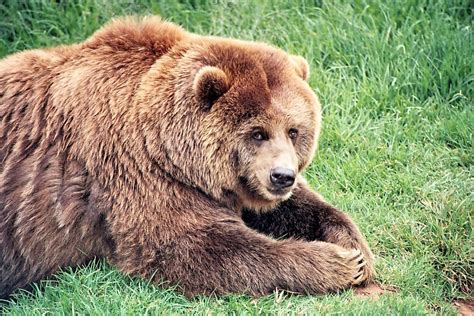 Free photo: Brown Bear, Bears, Mammal, Brown - Free Image on Pixabay ...